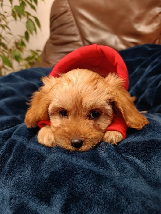 Piękna Suczka Cavapoo