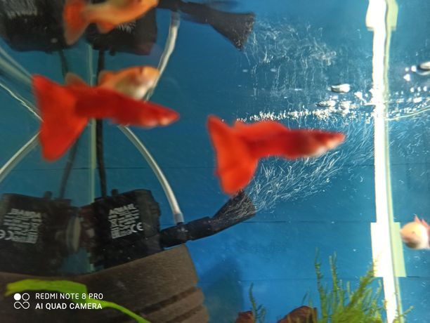 Gupik Guppy Full Red Albino