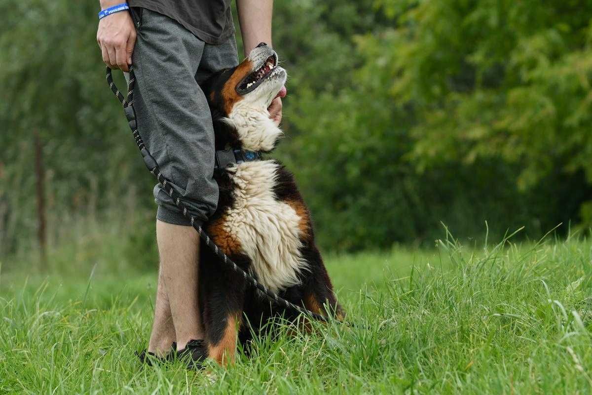 Saba szuka domu, suczka