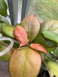 Hoya, hoja Nathalie, cięta kępa ze zdjęcia