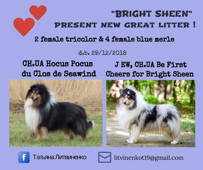 Щенки колли