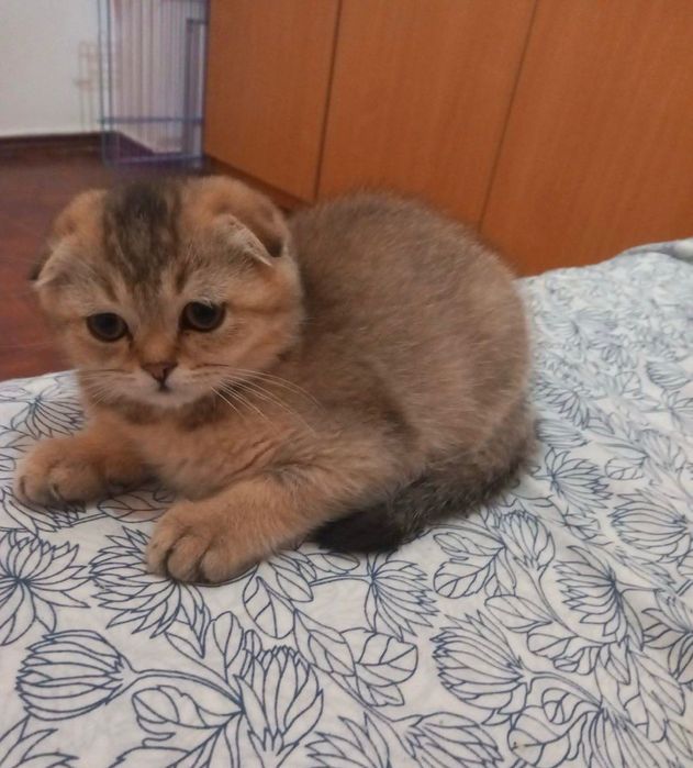 Scottish Fold macho