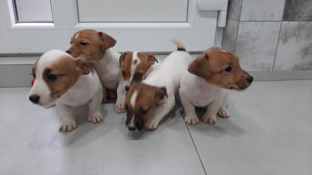 Друг Джек Рассел