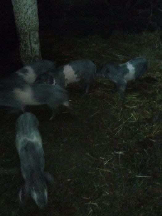 Porcos  de raça visaro