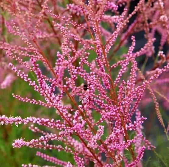 Саджанці тамарікса (Роздріб, Опт,Дроп)/ Саженцы тамарикса