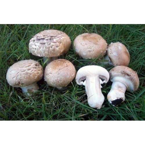 мицелий 100 грамм Шампиньон садовый