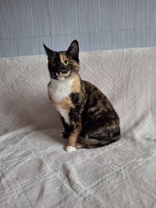 Трёхцветная стерилизованная кошечка подросток ищет дом! В хорошие руки
