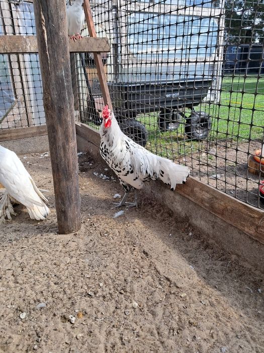 Hamburgi Ayam Cemani