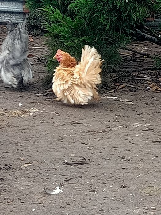 Chabo szabo kurki ozdobne