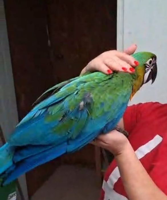 Arara Miligold criada a mão