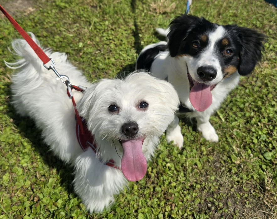 Szkolenie psów - Wodzisław Śląski