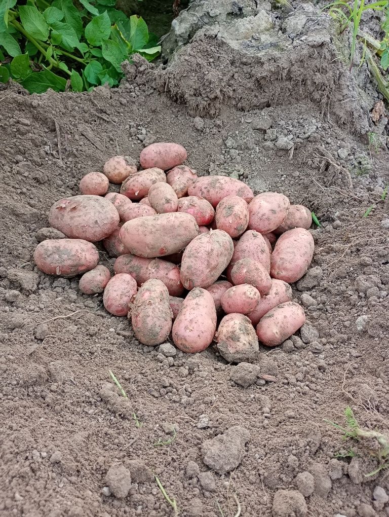 Ziemniaki z prywatnego gospodarstwa