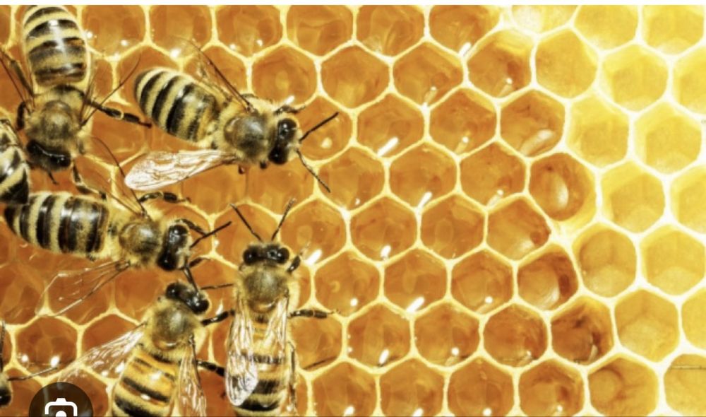 Odkłady pszczele matka nieska pszczoly