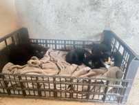 Gatinhos para adoção