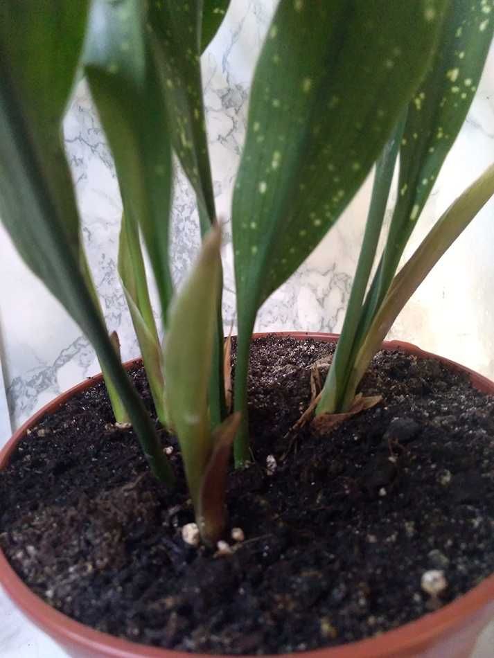 Продам Aspidistra сорт "Milky Way" (Аспідістра Мілкі Вей)
