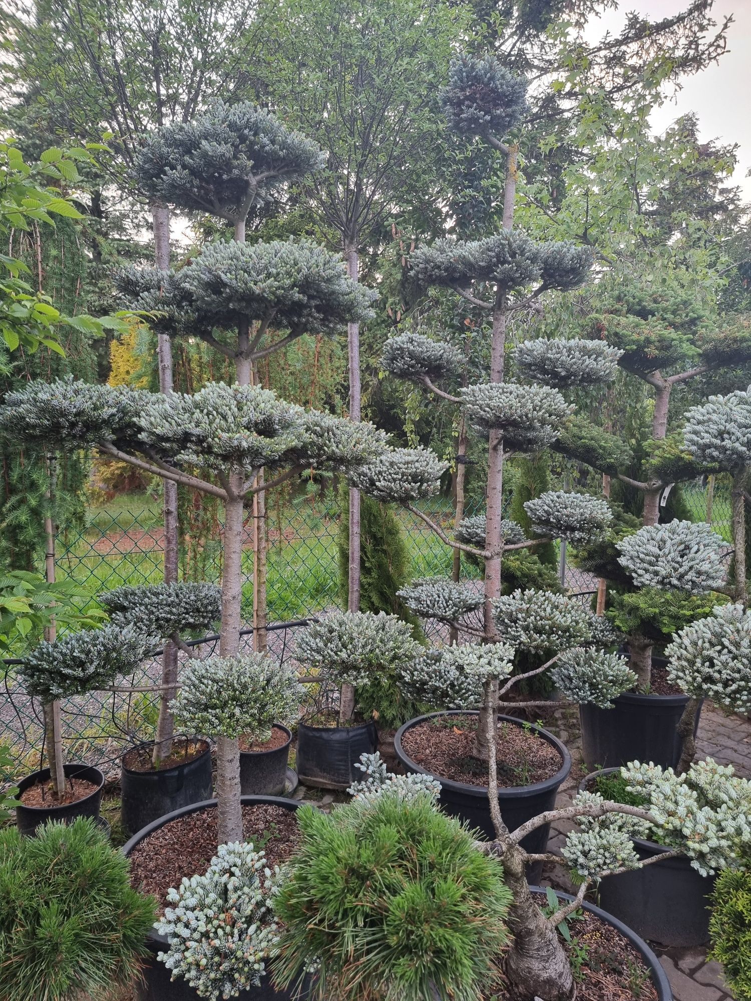 BONSAI ogrodowe Niwaki Formowane