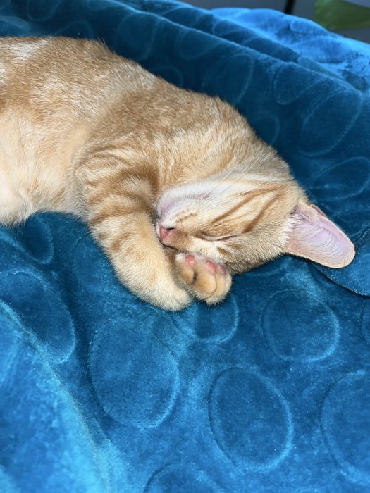 Gato laranja adoção