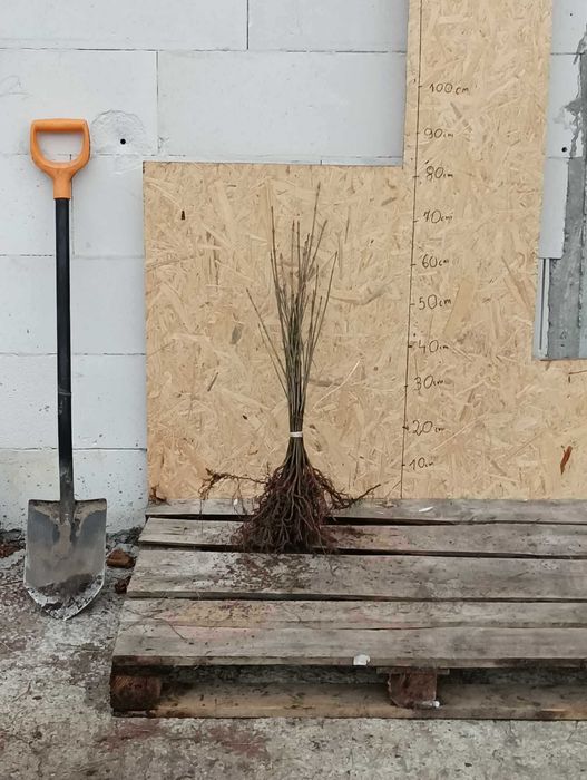 KLON JAWOR acer pseudoplatanus sadzonki 20-40 cm