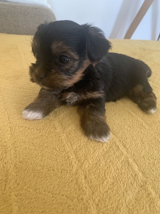 Yorkshire Terrier Mini RODOWÓD Piesek