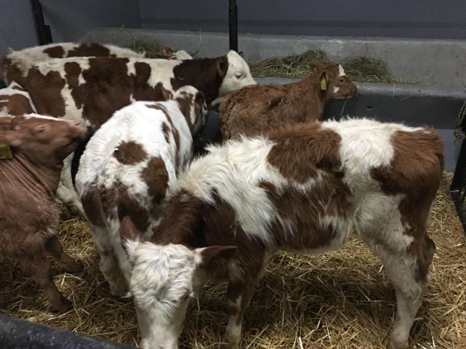 Byczki cielęta cielaki cieliczki, transport gratis NOWA DOSTAWA