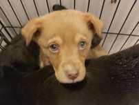 Cudne samce mix labradora, miodowy i czarne  ok 20 kg docelowo