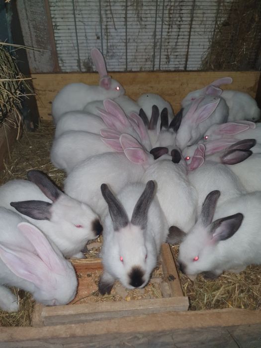 Kroliki termuckie i kalifornijskie i krzyzowka