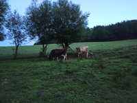 Krowy  rast Jersey Krowa Bydło jersej dżersej