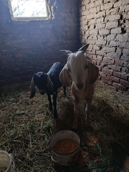 Продам козенят. Коза 3міс. Козел 4 міс.