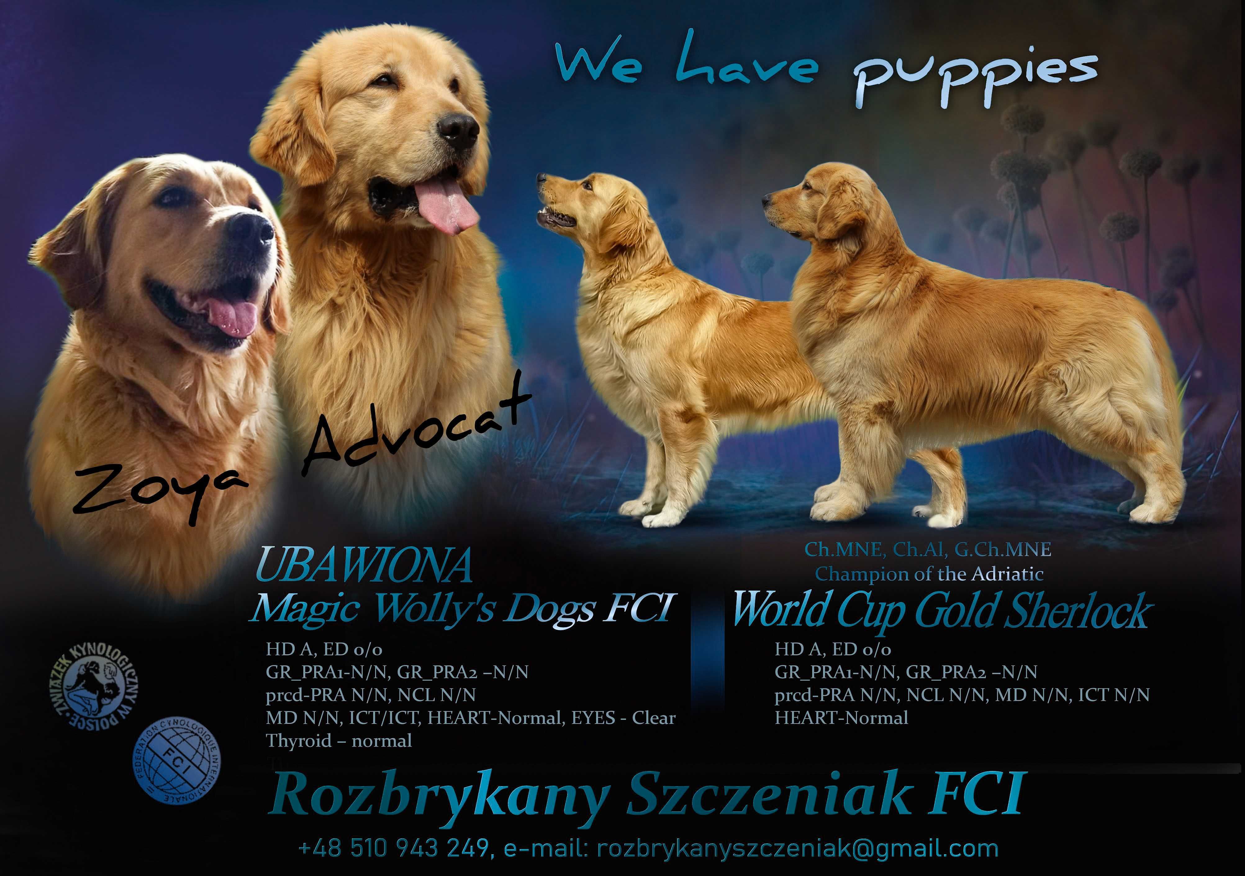 Golden Retriever po linii amerykańskiej  ZKwP FCI