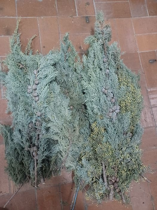 Nobilis nordman arizonika