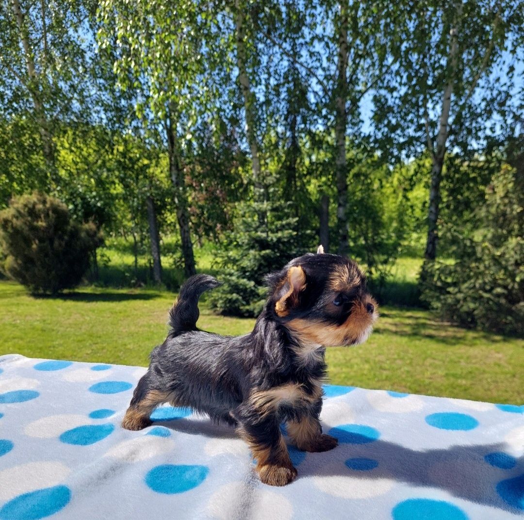 Yorkshire terrier, york fci zkwp