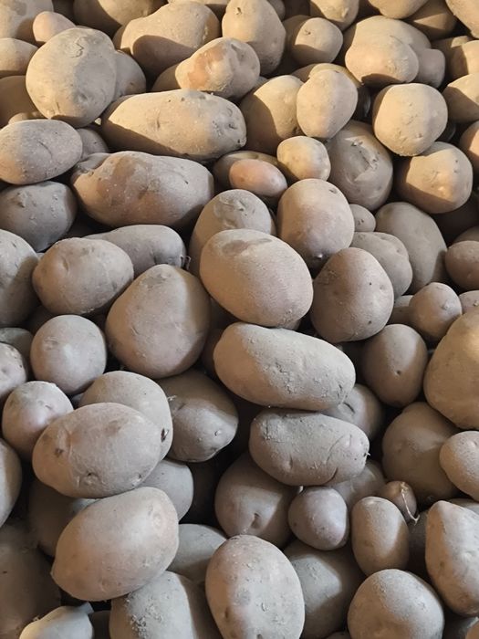 Ziemniaki odmiana bellarosa