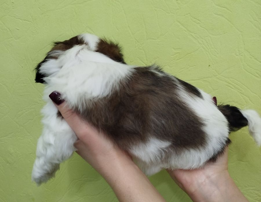 Чистокровний Ши-тцу хлопчик цуцик