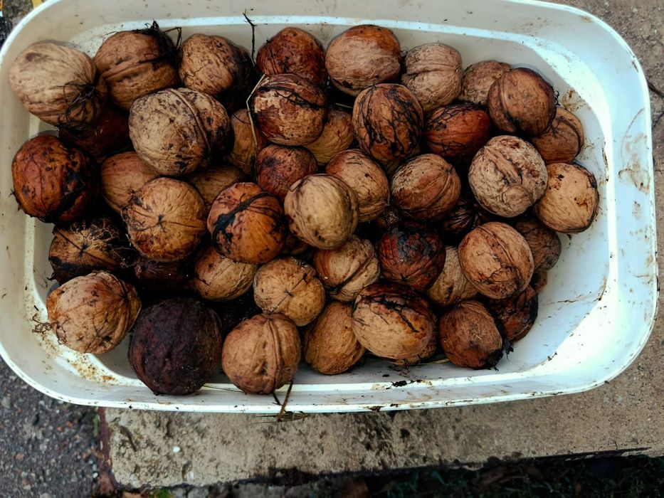 Продам грецкий орех