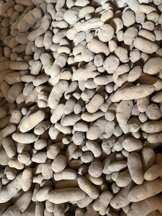 Продам картоплю моркву буряк цибуля