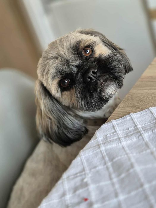 Shihtzu szczeniak