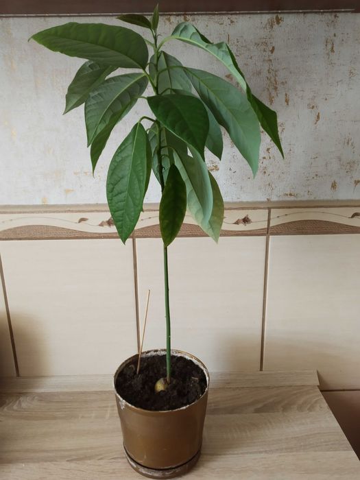 Drzewka awokado 33,50,77 cm