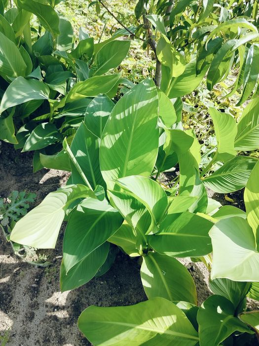 Kanna Paciorecznik kłącza