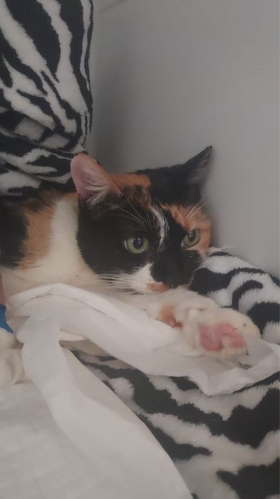 Gata para adoção responsável