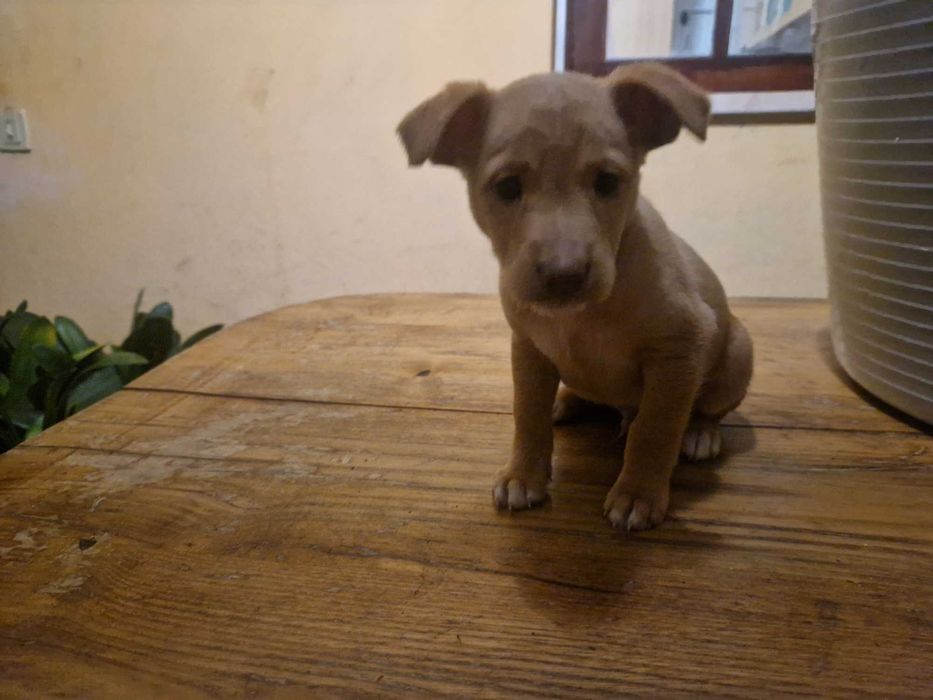 Dão-se Cães – Procuram um Lar Amoroso, quentinho e uma família...