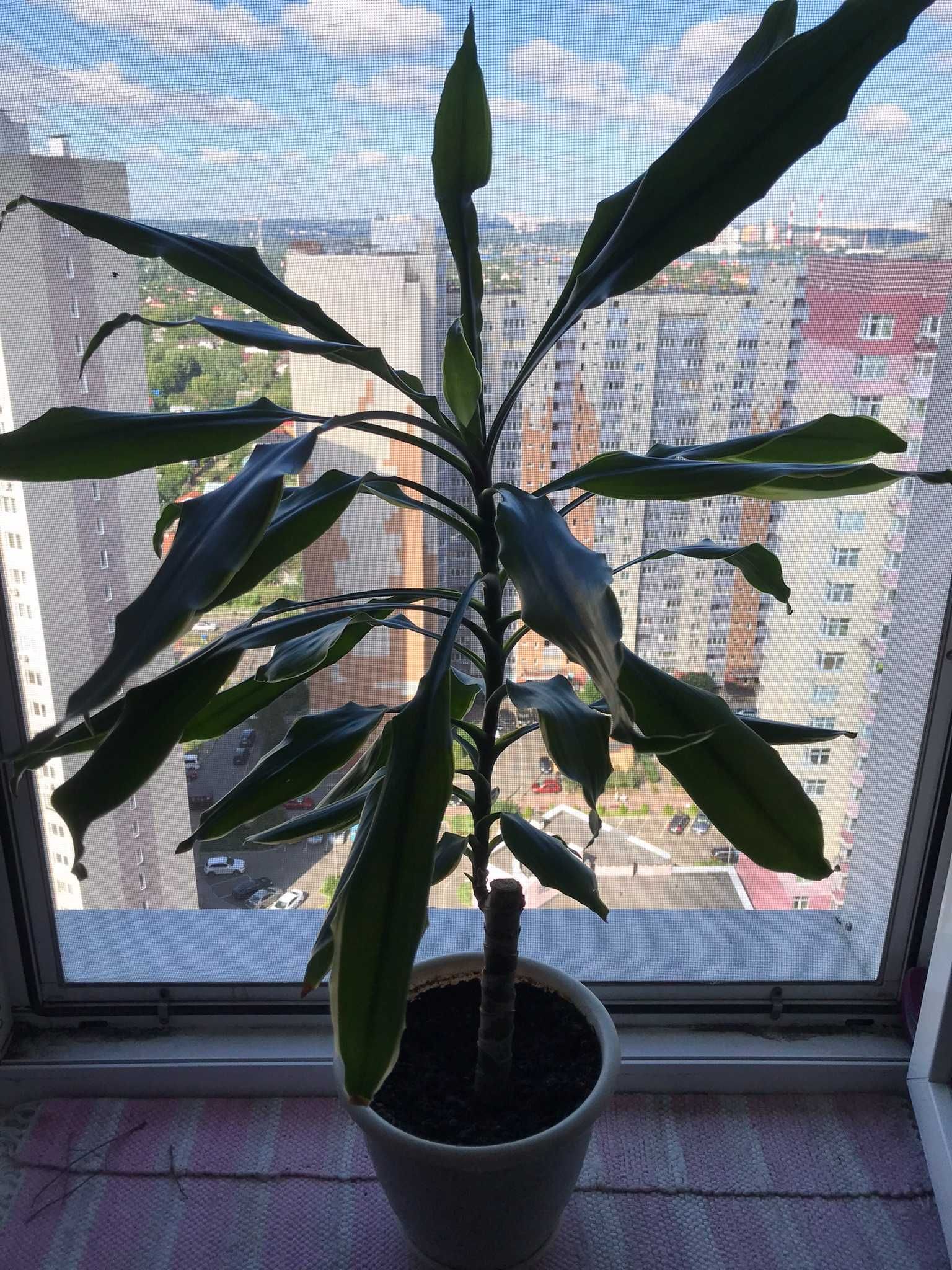 Драцена (кімнатна рослина, пальма) 90 см в офіс, у школу або додому