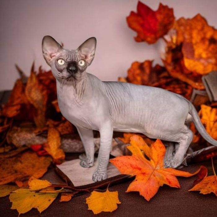 Хлопчик-красавчик