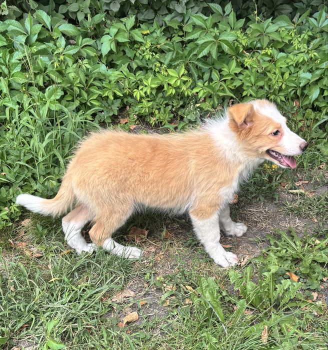 Border collie- piesek ee-red