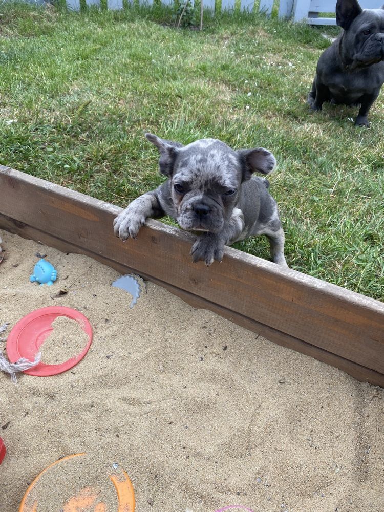 Buldog francuski ostatni piesek do odbioru