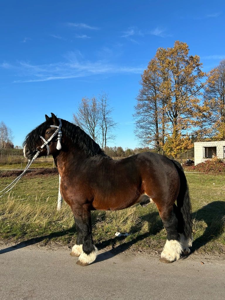 Stanówka ogierem QUREK