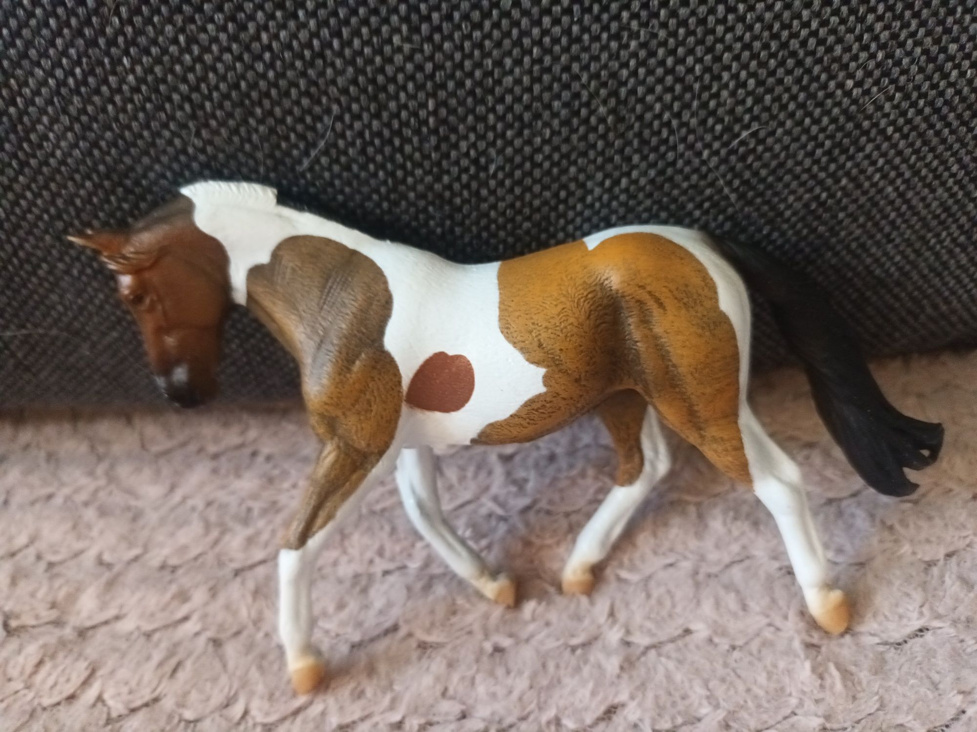 Klacz collecta koń