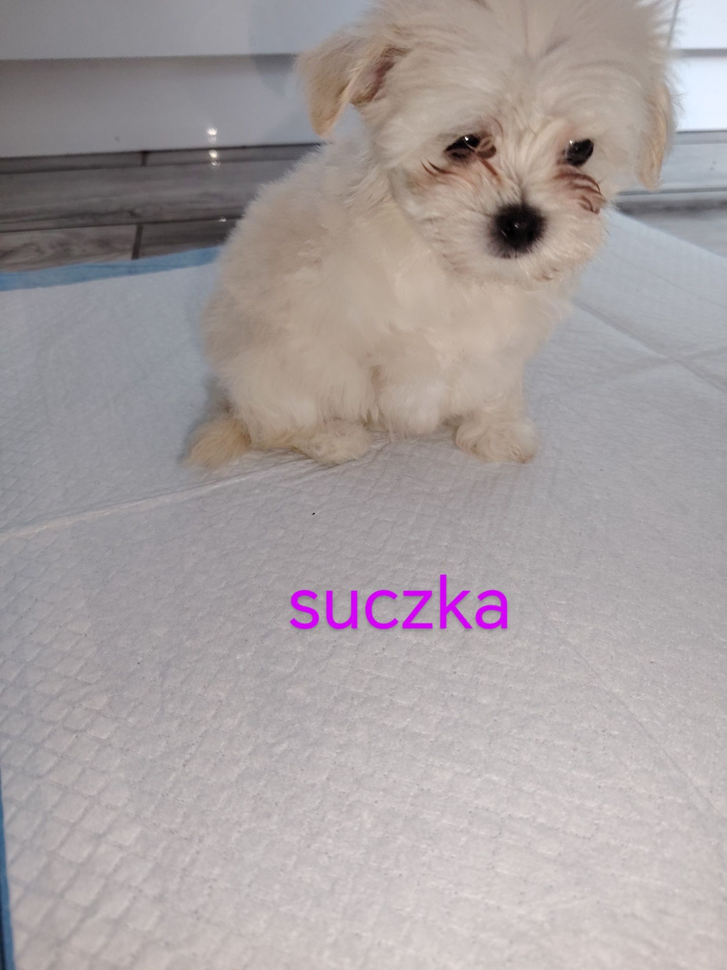 Maltipoo z włosem