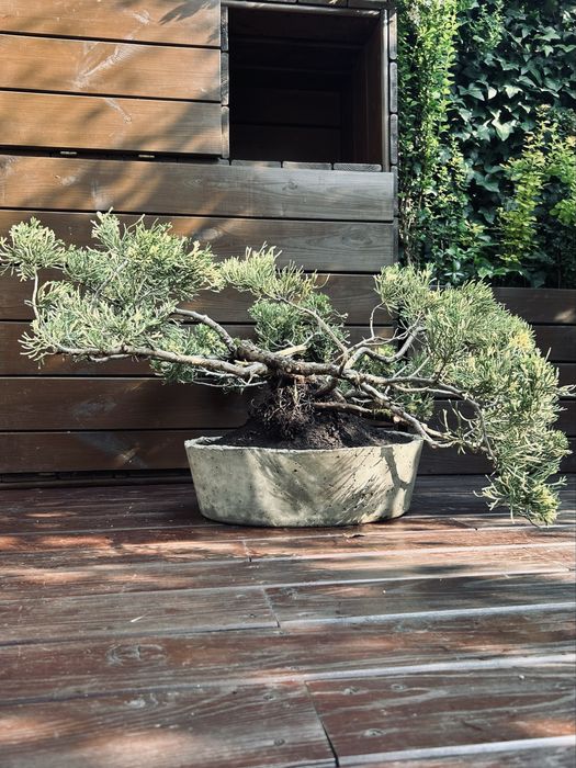 Bonsai z jałowca w ręcznie wykonanej betonowej donicy