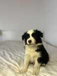 Border Collie  ZkwP FCI, piesek GOTOWY DO ODBIORU!!!
