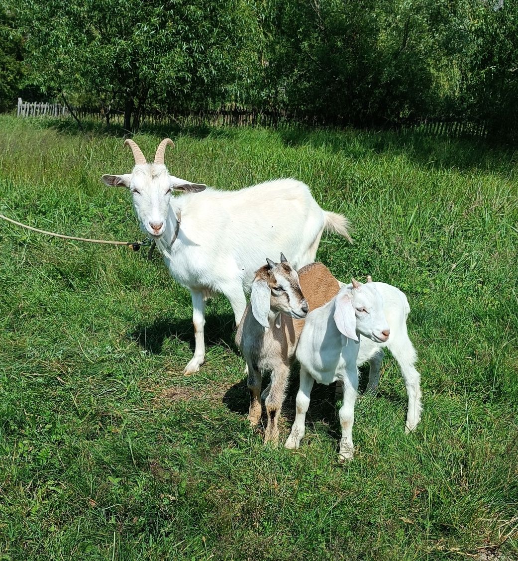 Козеня, козлик, кізочка